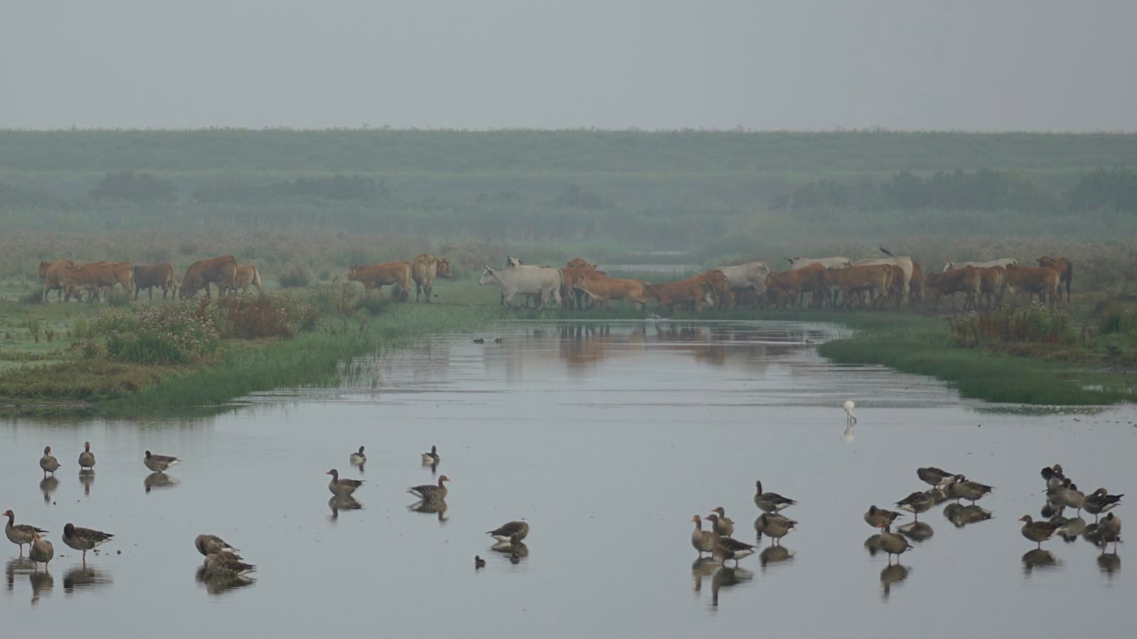A large herd of cows, a large flock of geese, and one tiny spoonbill.