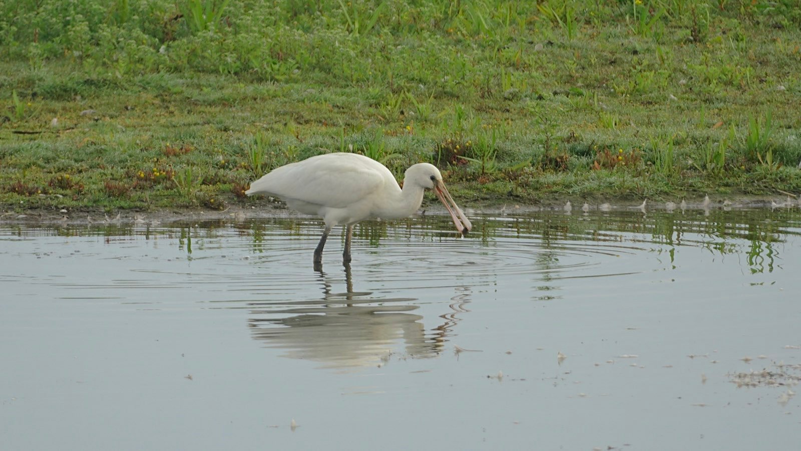 A spoonbill holding an unidentifiable dark blob in its beak.